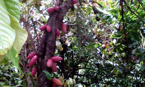 El Cacao es un regalo a la humanidad
