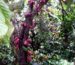 El Cacao es un regalo a la humanidad